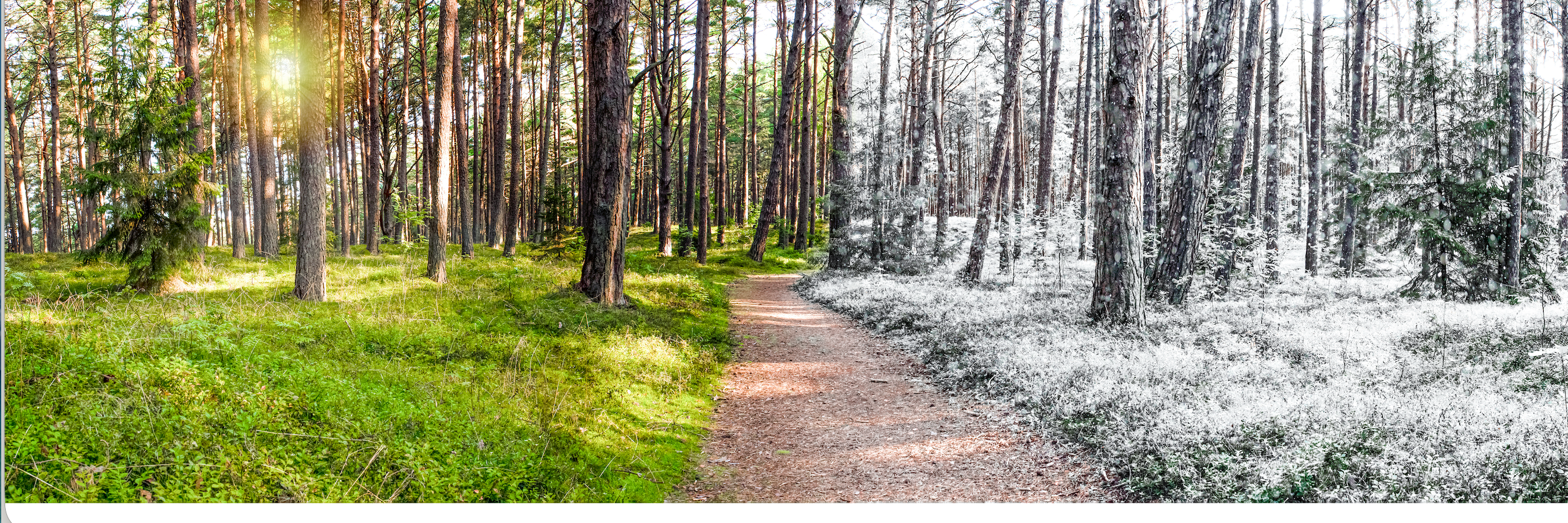 Summer and winter forest — seasonal HVAC service checks